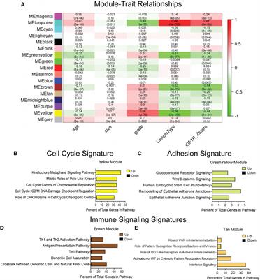 Breast tumor IGF1R regulates cell adhesion and metastasis: alignment of mouse single cell and human breast cancer transcriptomics